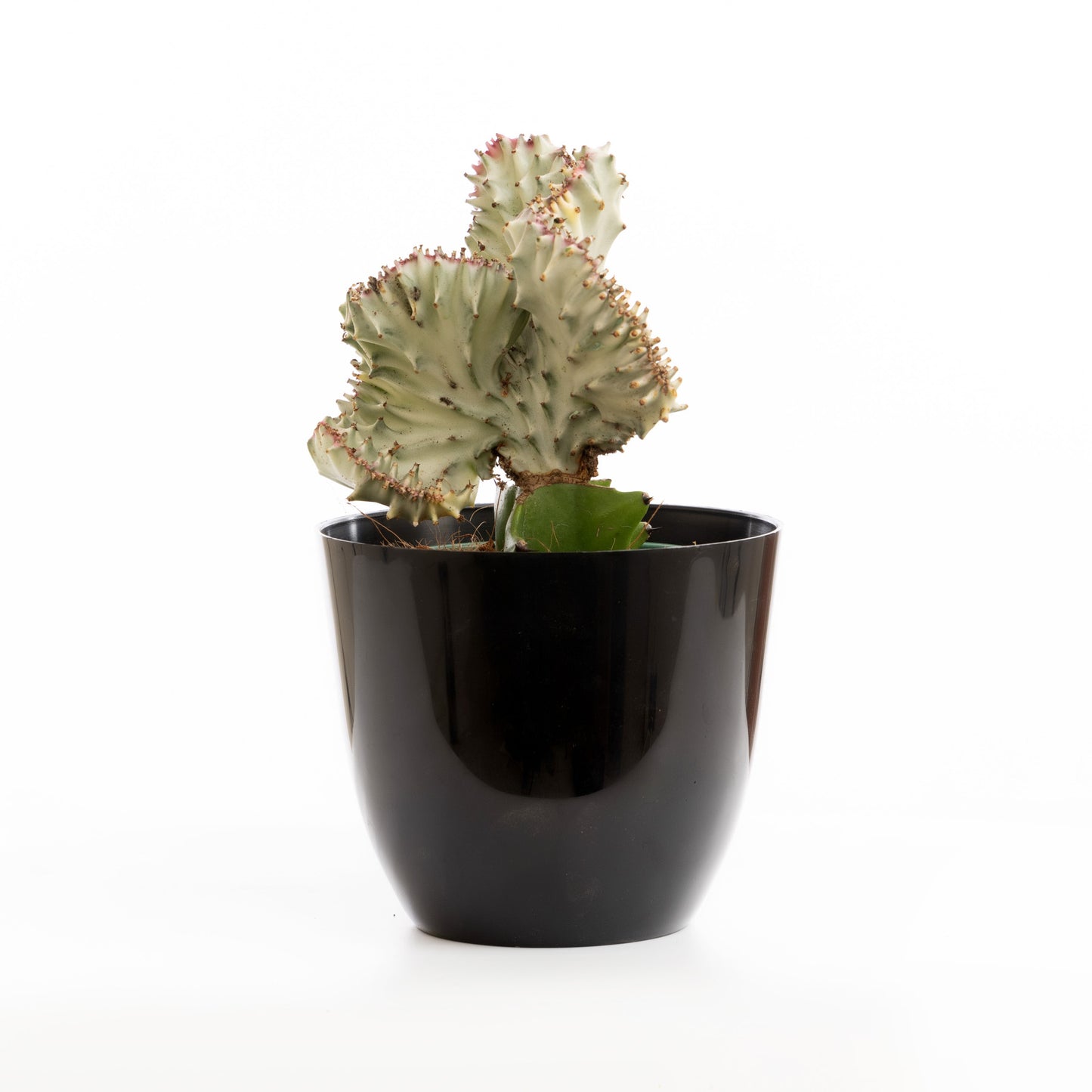 Minty Coral Cactus