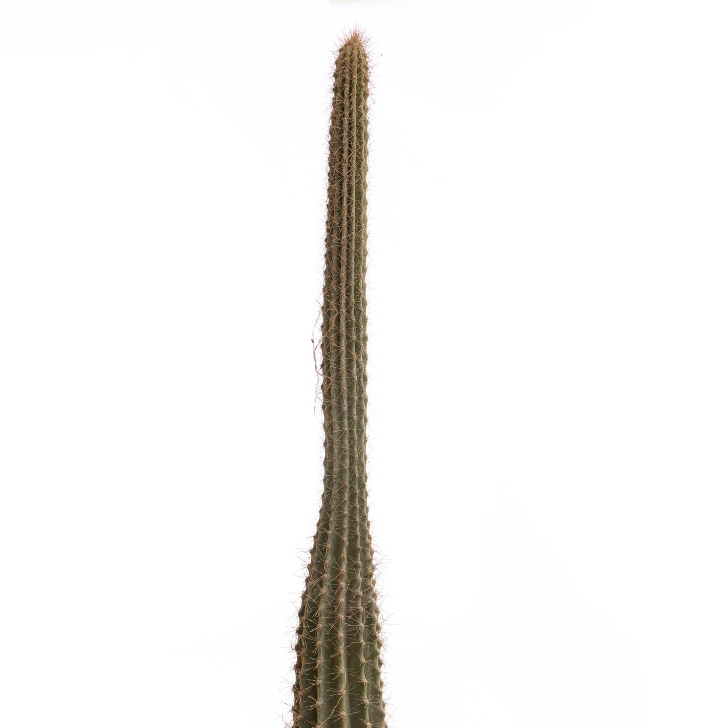 Nycto Cactus