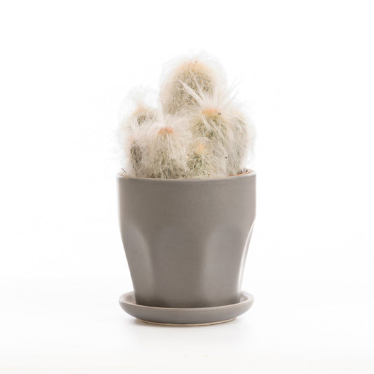 Old Man Cactus