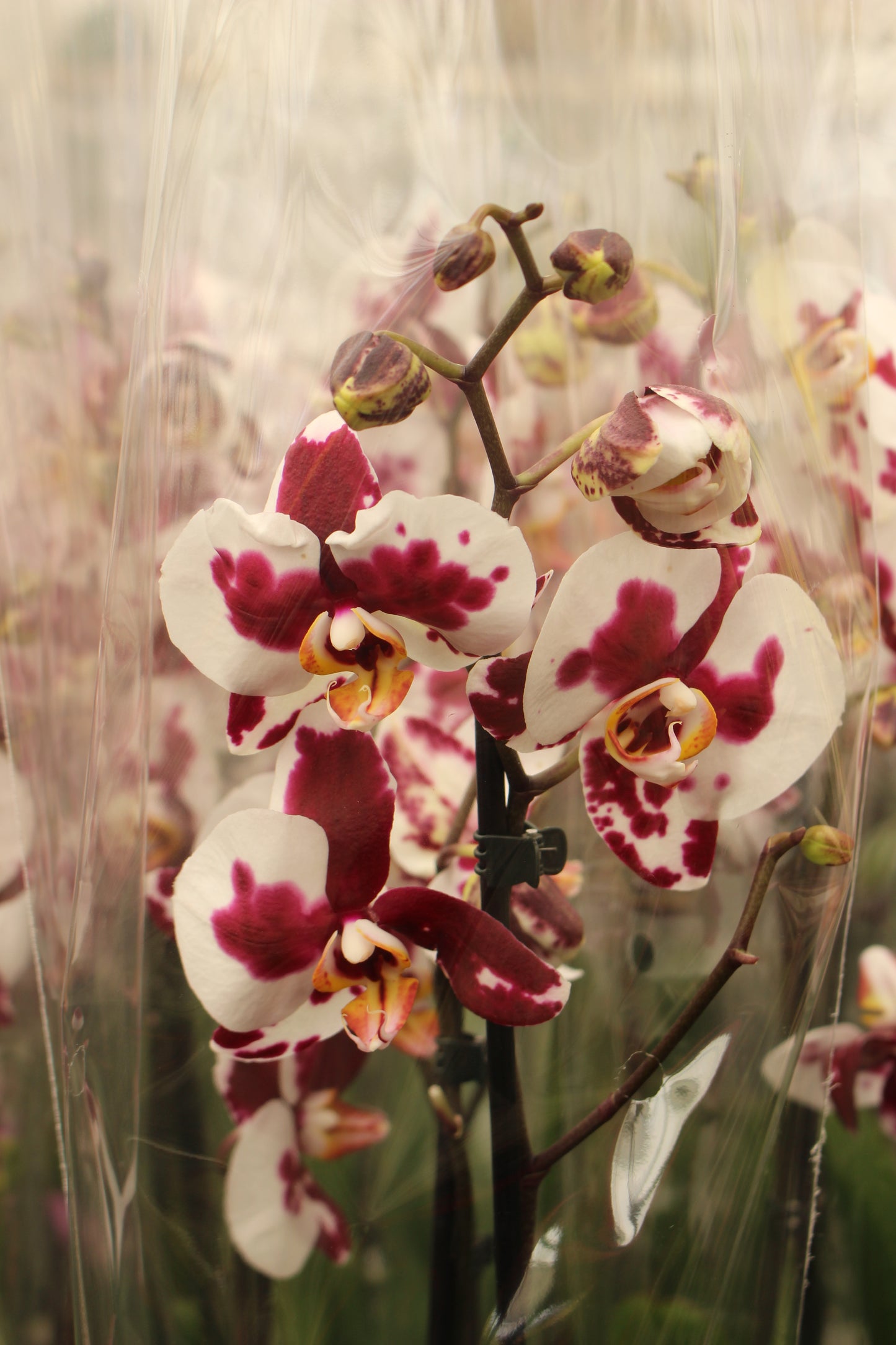 Patchy White Moth Orchid