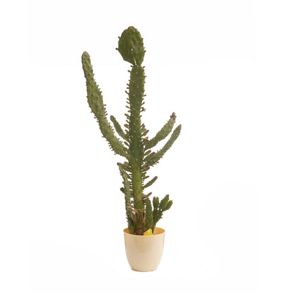 Pickly Cactus