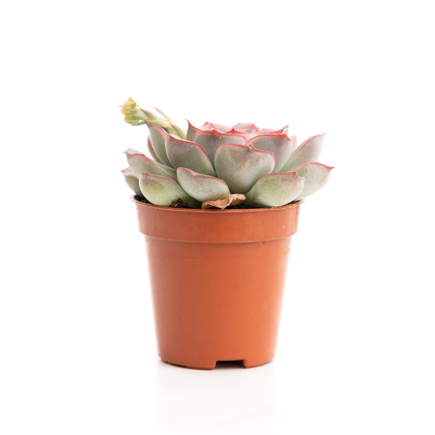 Pink Margin Echeveria