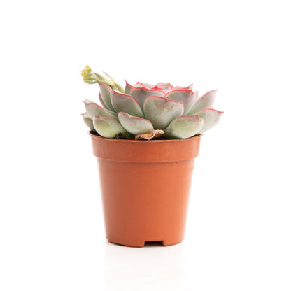 Pink Margin Echeveria