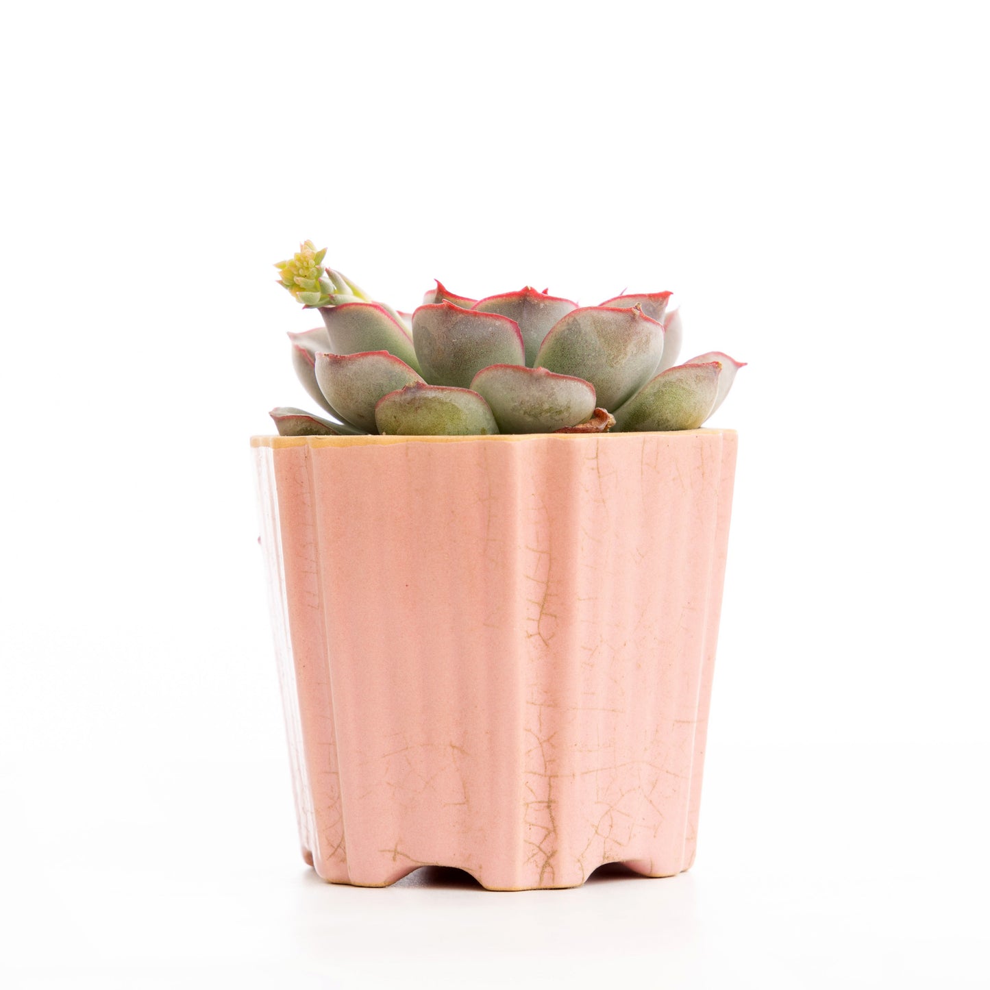 Pink Margin Echeveria