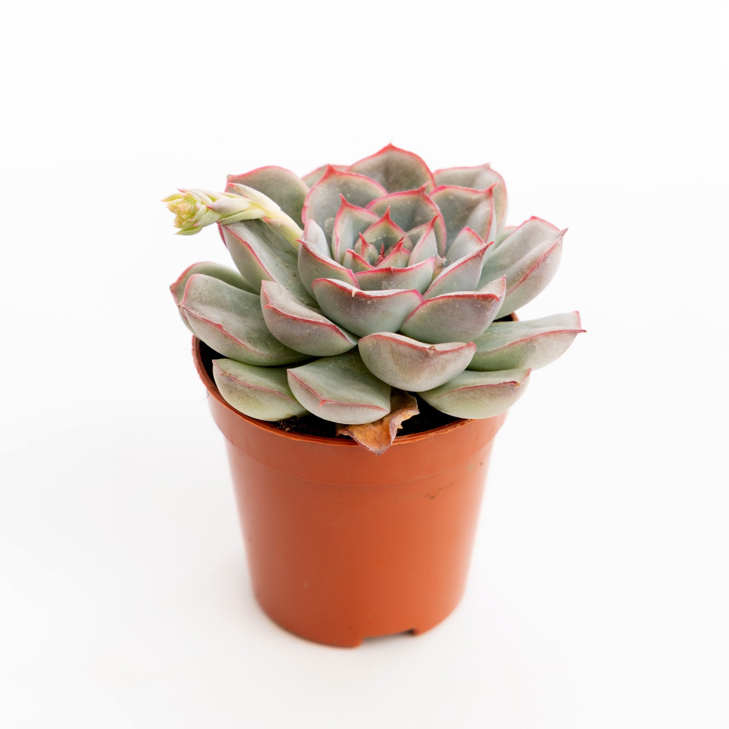Pink Margin Echeveria