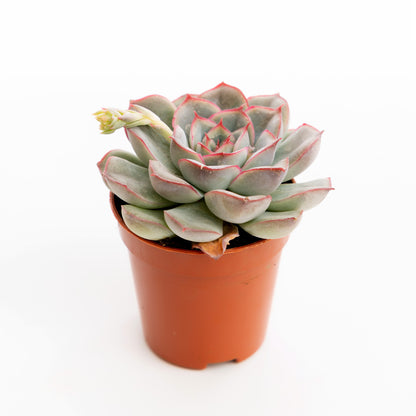 Pink Margin Echeveria