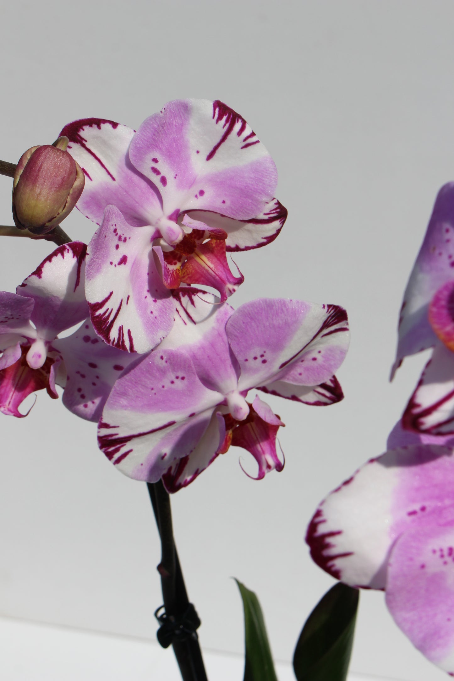 Moth Orchid