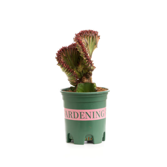 Pink Twister Coral Cactus