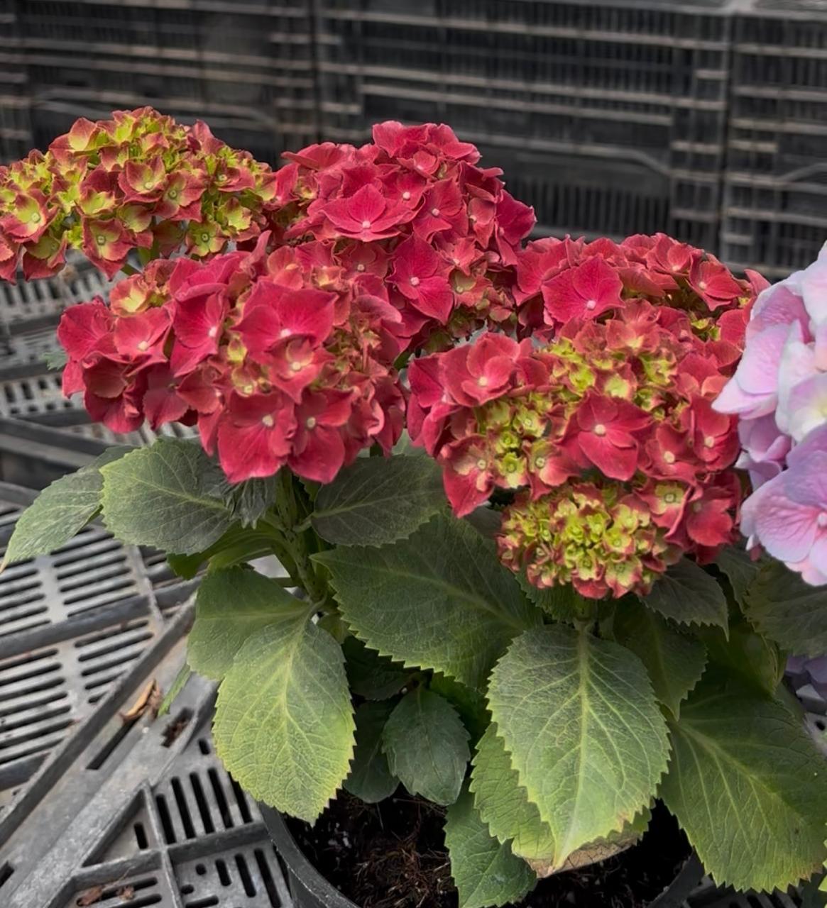 Hydrangea