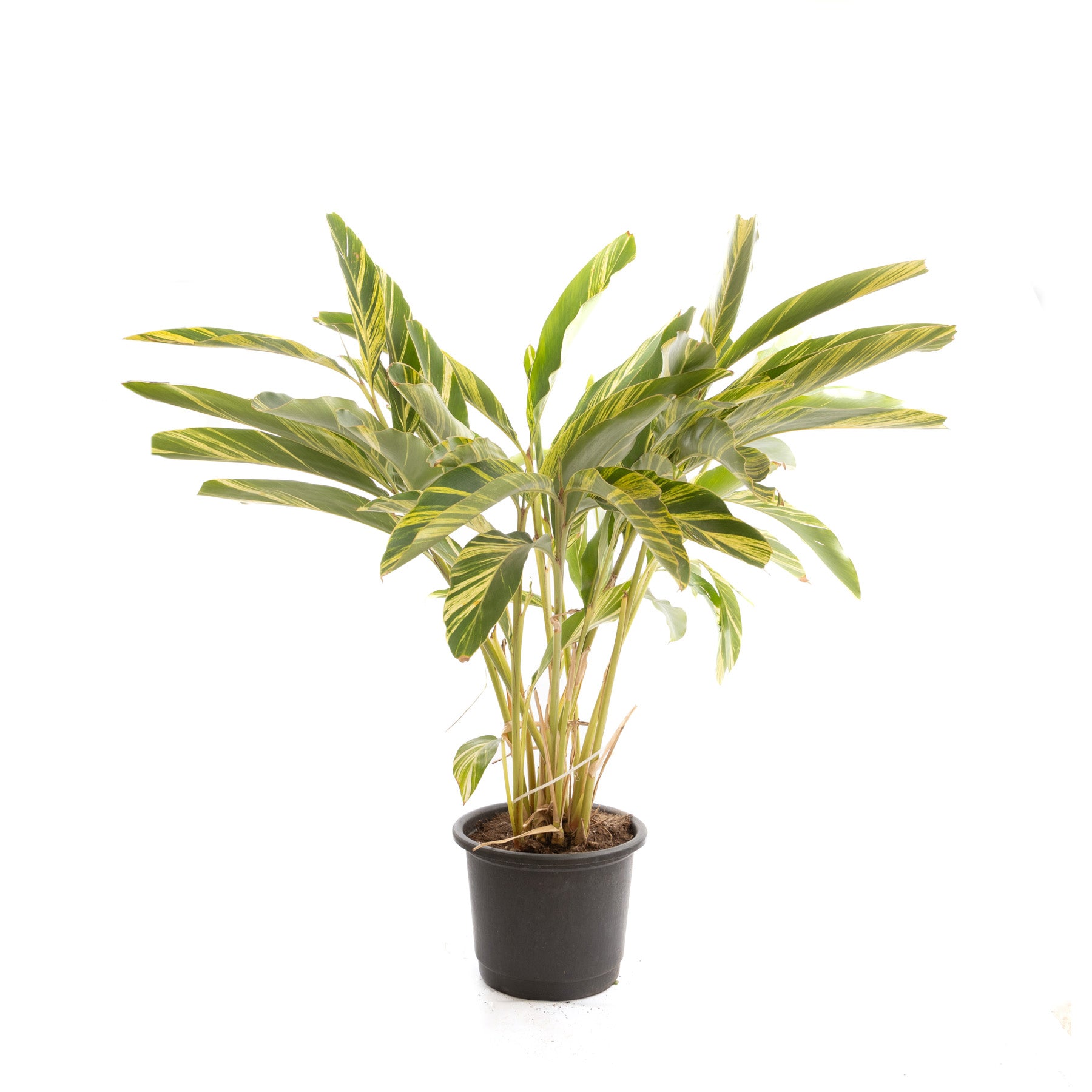 Shell Genger Shell Ginger – Floramix