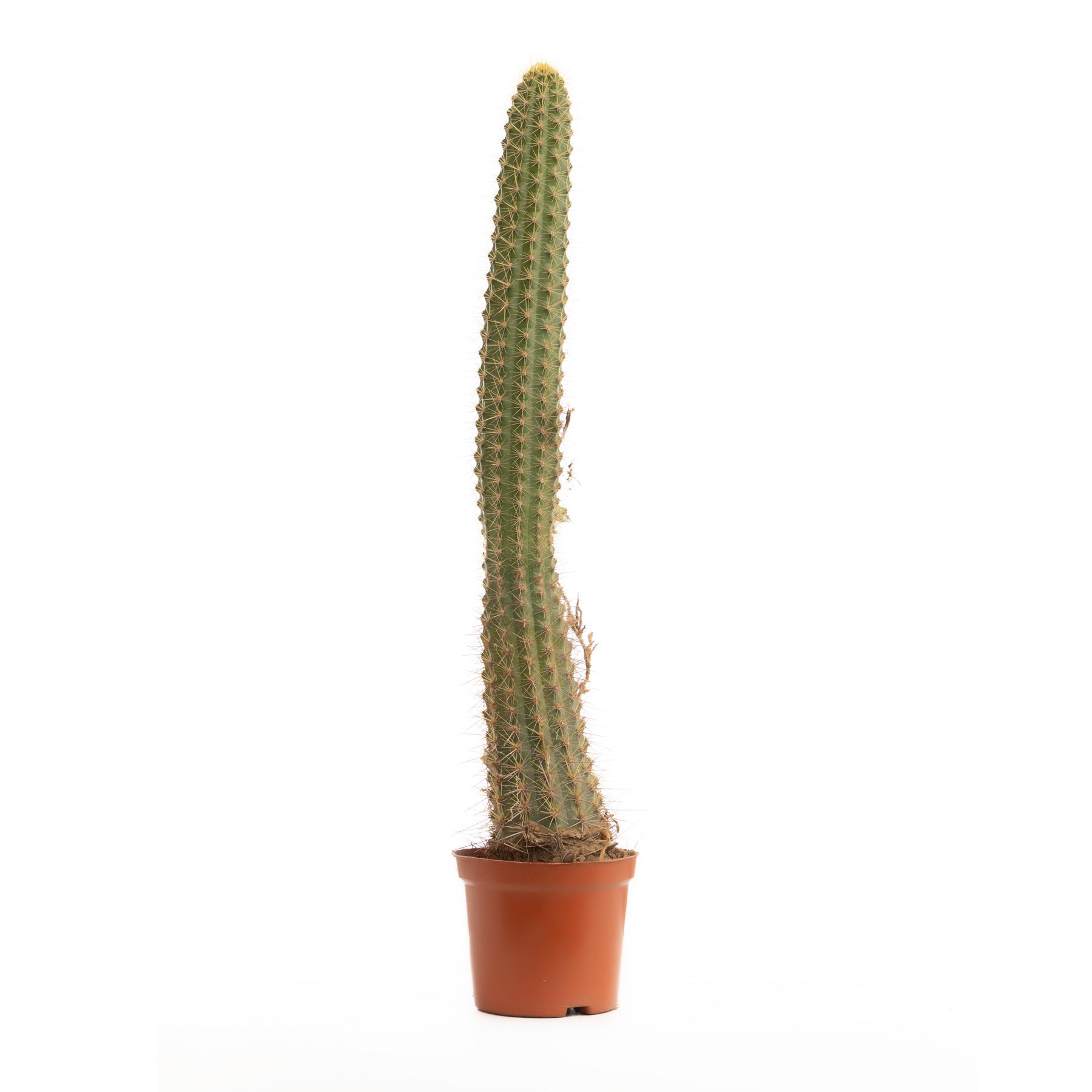 Cactus Tree4 Tree Cactus – Floramix