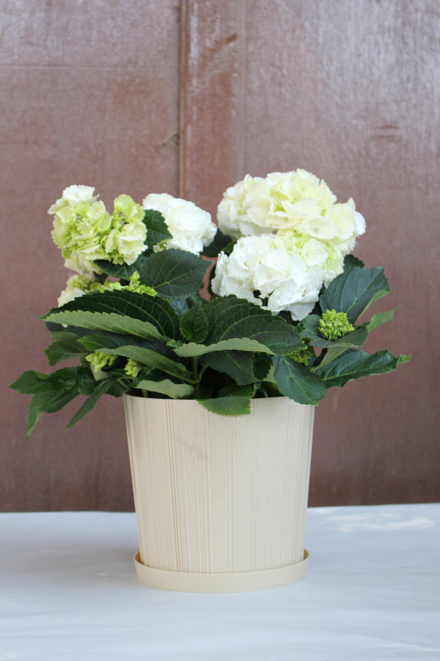 White Hydrangea