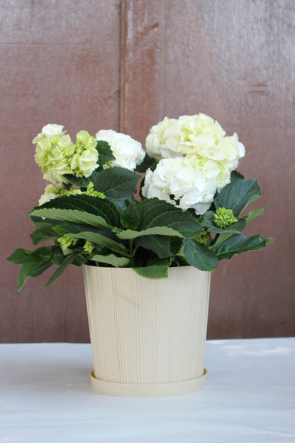 White Hydrangea
